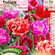 Tulip Double, Late flowering Mixed